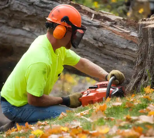 tree services Maine